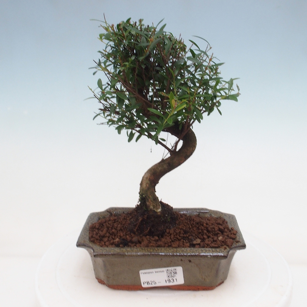 Pokój bonsai - Syzygium - Pimentovník