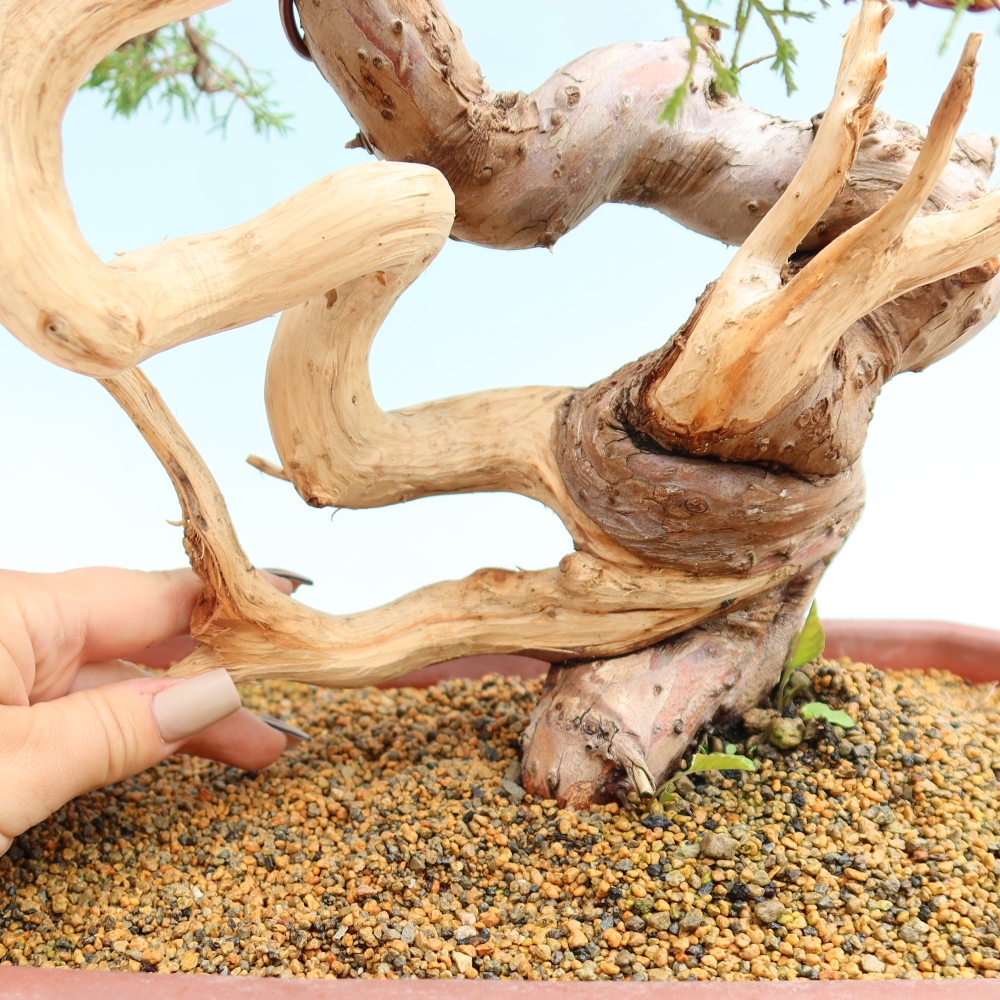 Bonsai ogrodowe – Juniperus chinensis Itoigawa – jałowiec chiński