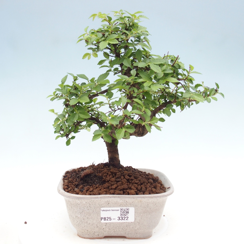 Pokój bonsai - Ulmus parvifolia - Wiąz drobnolistny