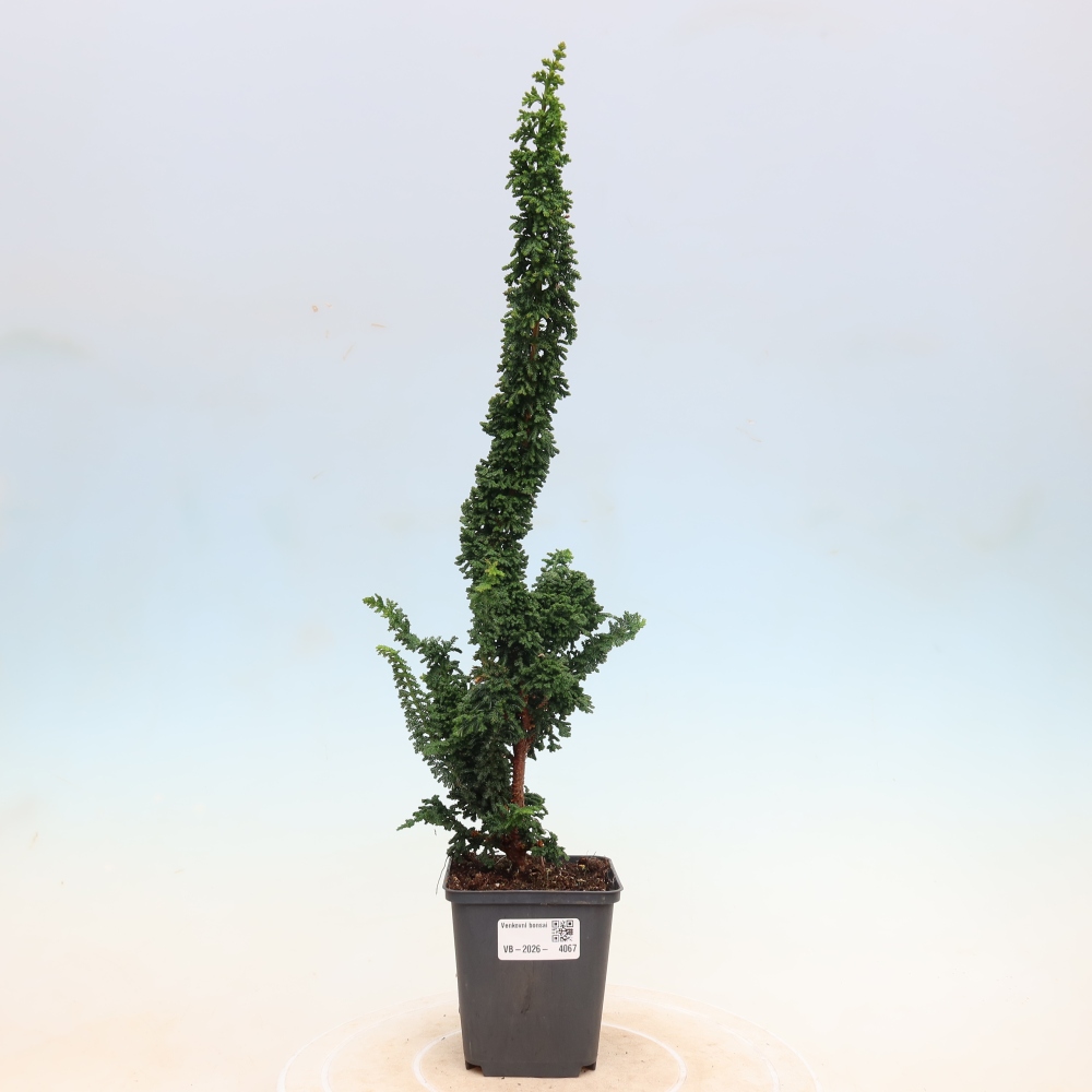 Bonsai zewnętrzne - Cham. obtusa SEKKA HINOKI - Cyprys