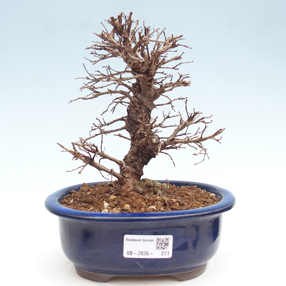 Bonsai zewnętrzne - Zelkova - Zelkova NIRE