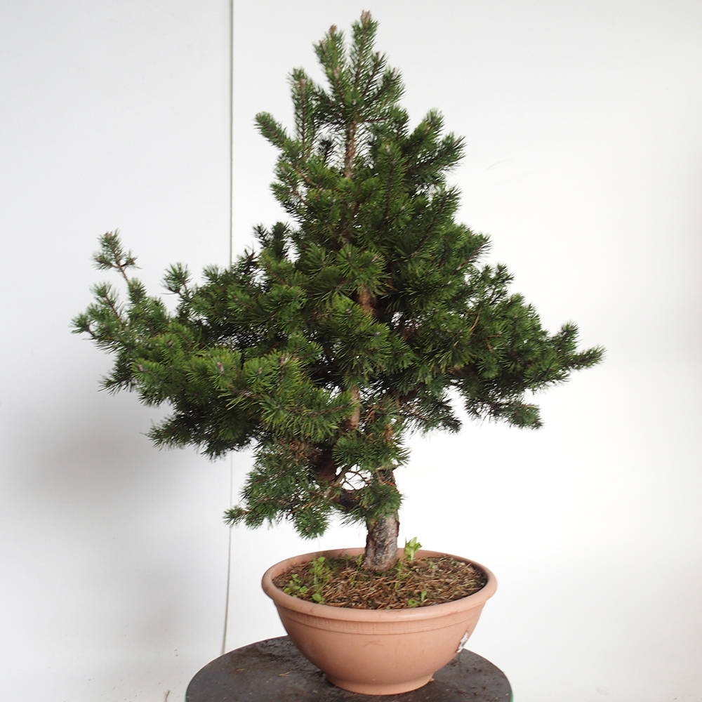 Yamadori - Pinus sylvestris Hiszpania