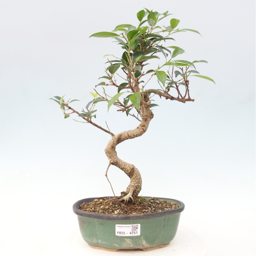 Pokój bonsai - Ficus retusa - figowiec drobnolistny