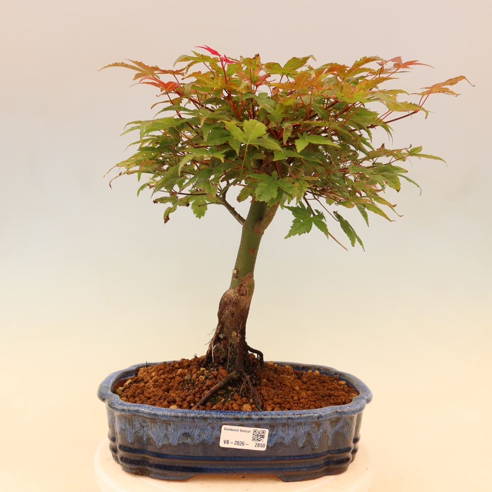 Klon pospolity - Acer palmatum Beni Tsukasa