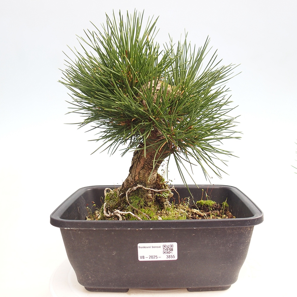 Outdoor bonsai - Pinus thunbergii - sosna Thunberga