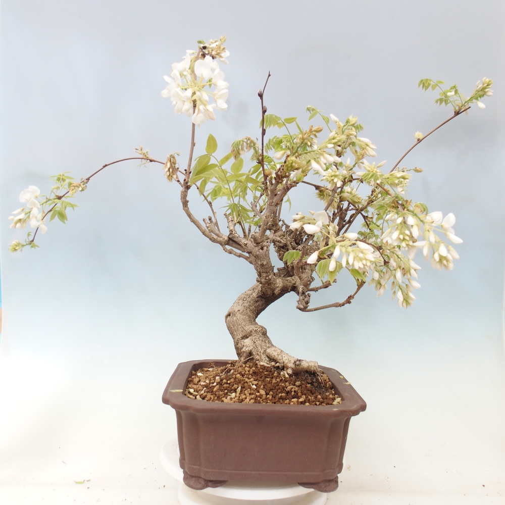Bonsai zewnętrzne - Vistaria - Wisteria