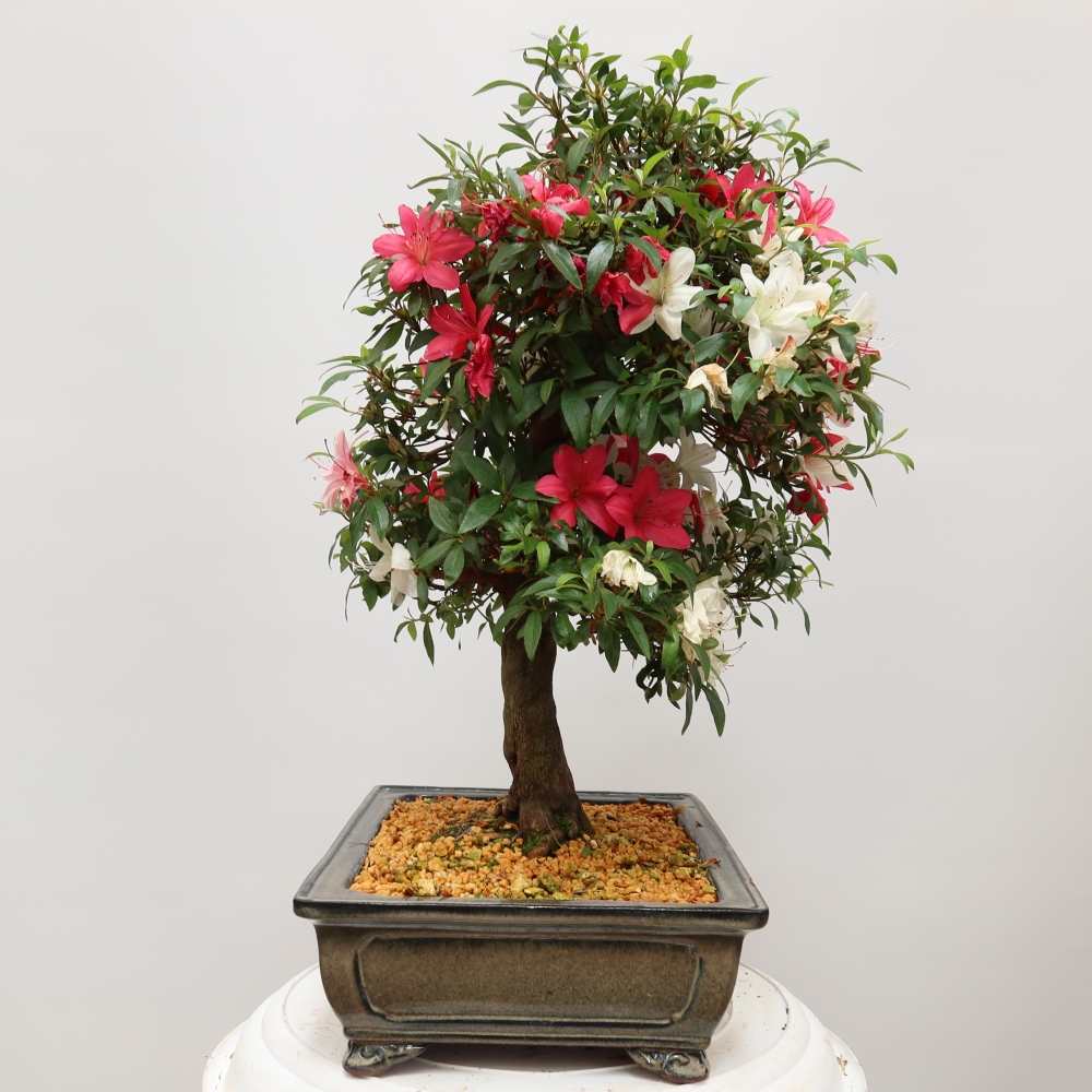 Bonsai zewnętrzne - Azalia japońska - Azalia satsuki