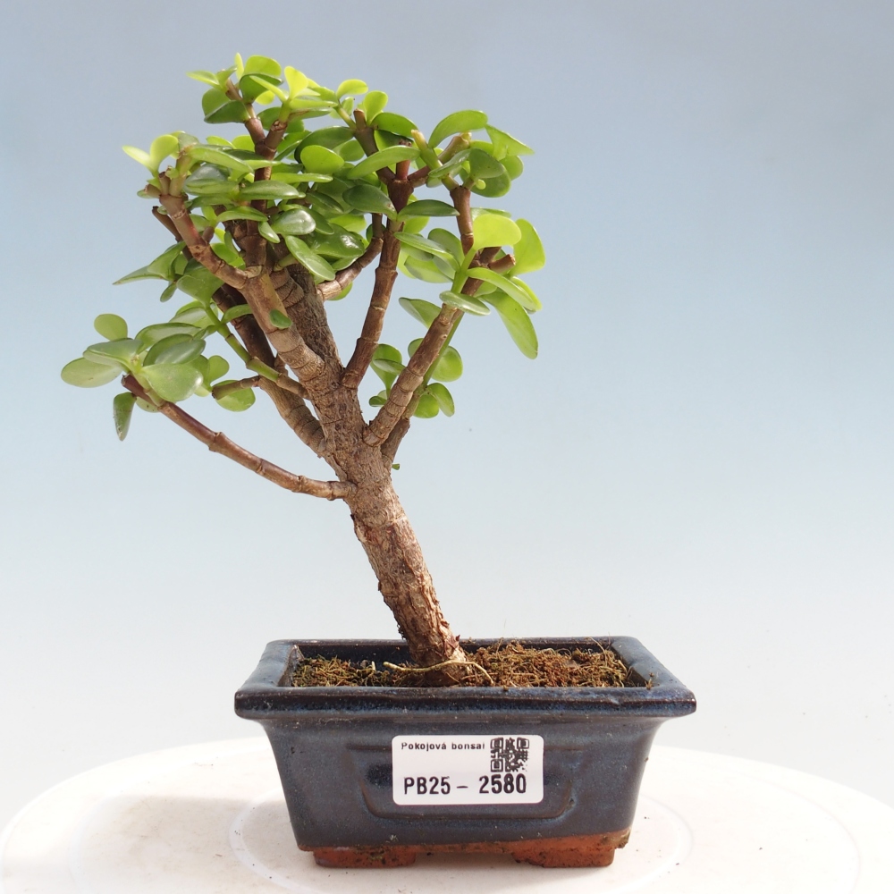 Kryty bonsai - Portulakaria Afra - Tlustice