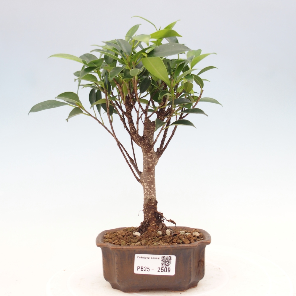 Pokojová bonsai - Ficus retusa - malolistý fíkus