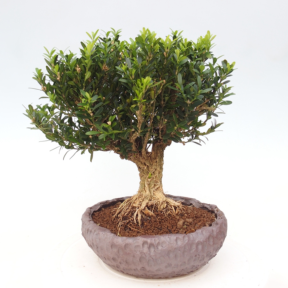Pokój bonsai - Buxus harlandii - buxus korkowy