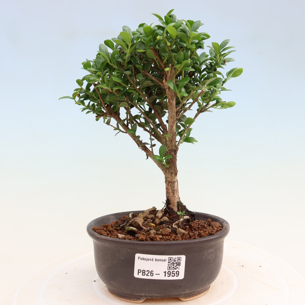 Pokój bonsai - Ilex crenata - Ostrokrzew