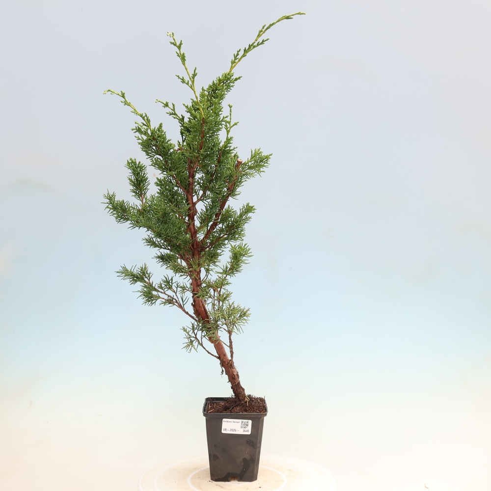 Outdoor bonsai - Juniperus chinensis Kishu