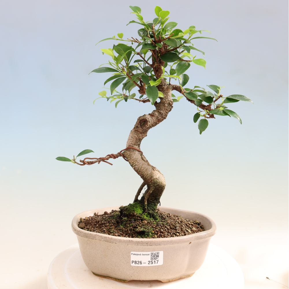 Pokój bonsai - Ficus retusa - figowiec drobnolistny