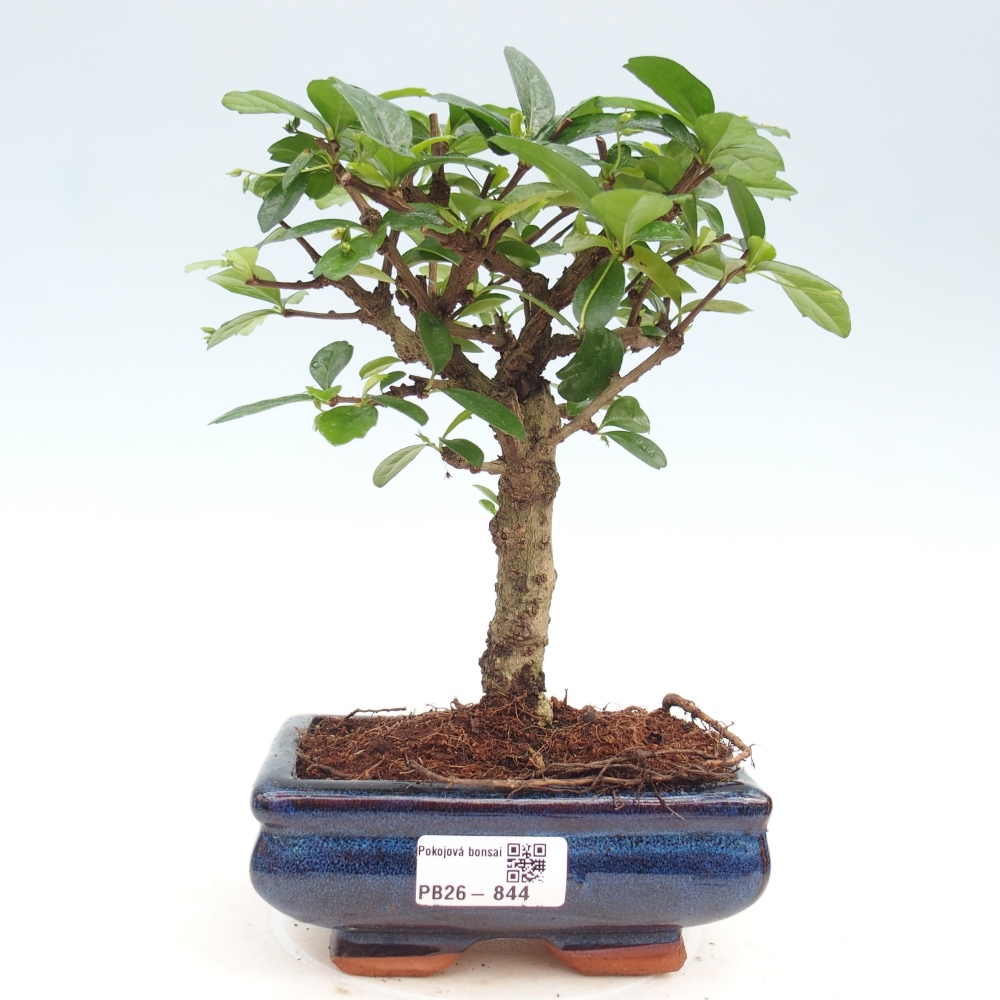Bonsai pokojowe - Carmona macrophylla - Tea fuki