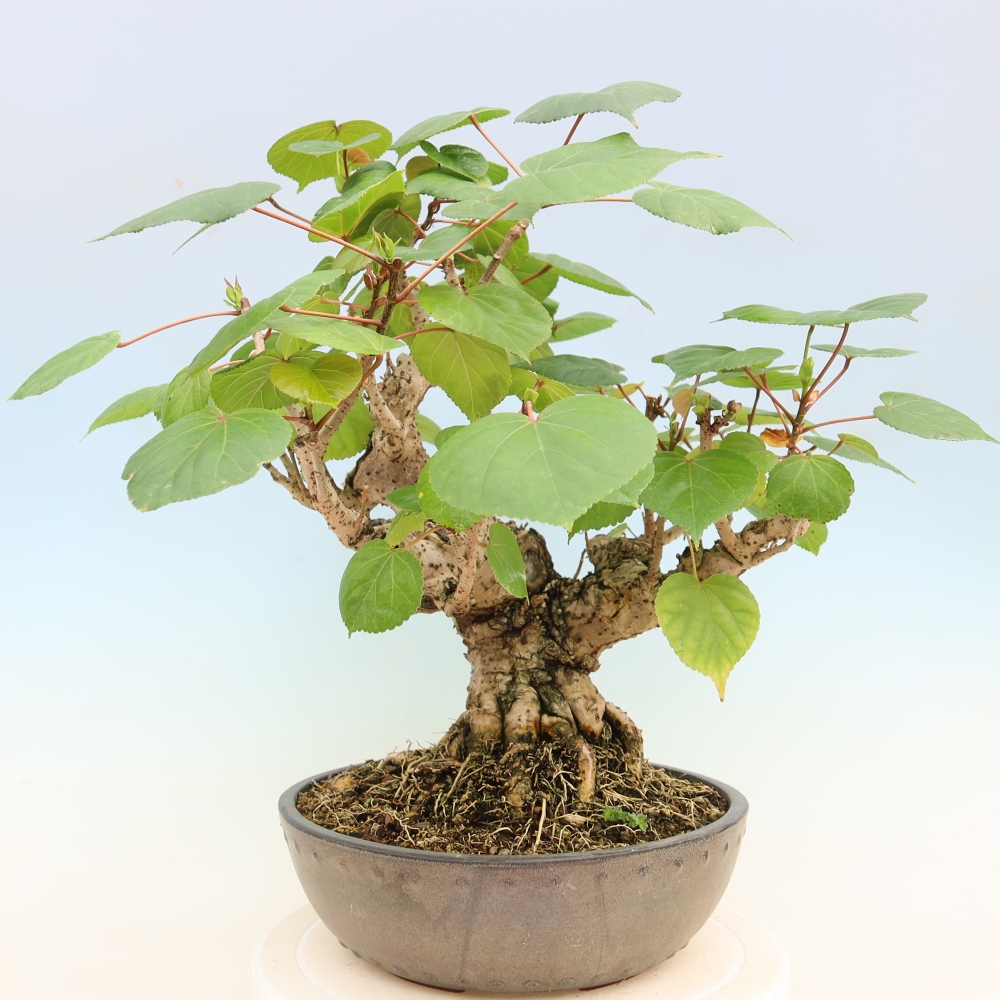 Bonsai domowe - Hibiscus tiliaceus - Hibiskus morski
