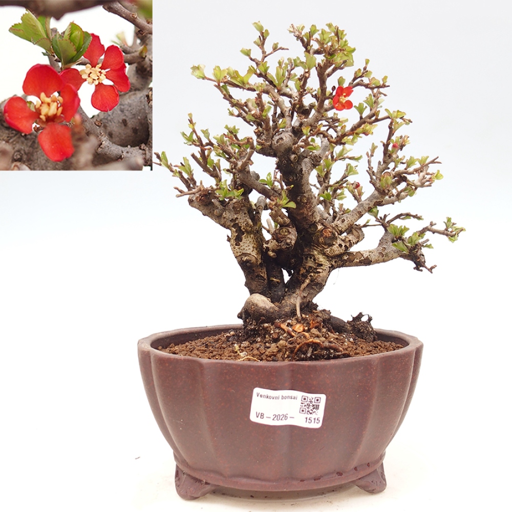 Bonsai zewnętrzne - Chaneomeles speciosa - Pigwa