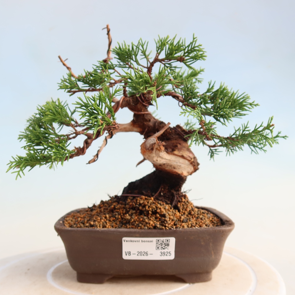 Outdoor bonsai - Juniperus chinensis Itoigawa - Jałowiec chiński