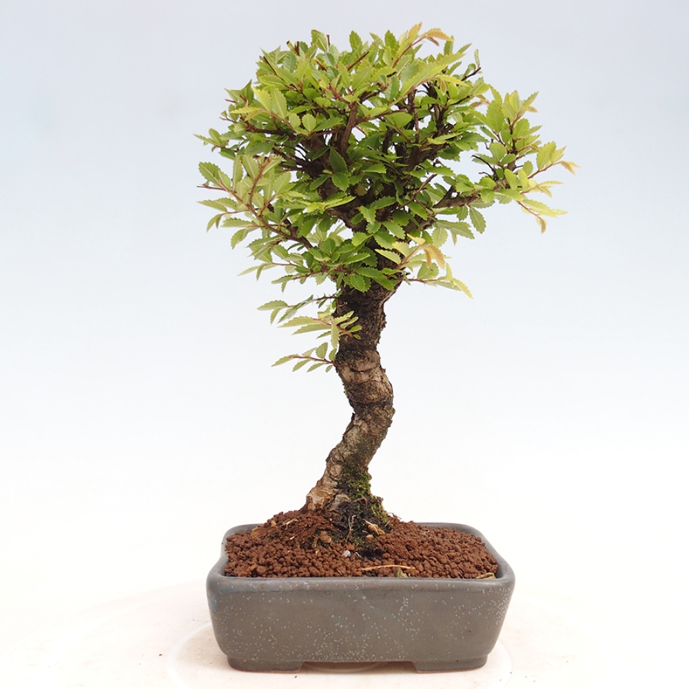 Outdoor bonsai - Zelkova - Zelkova NIRE