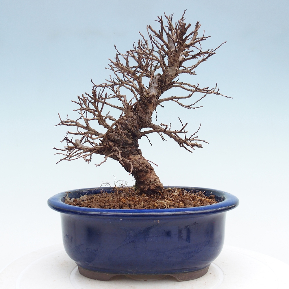 Bonsai zewnętrzne - Zelkova - Zelkova NIRE