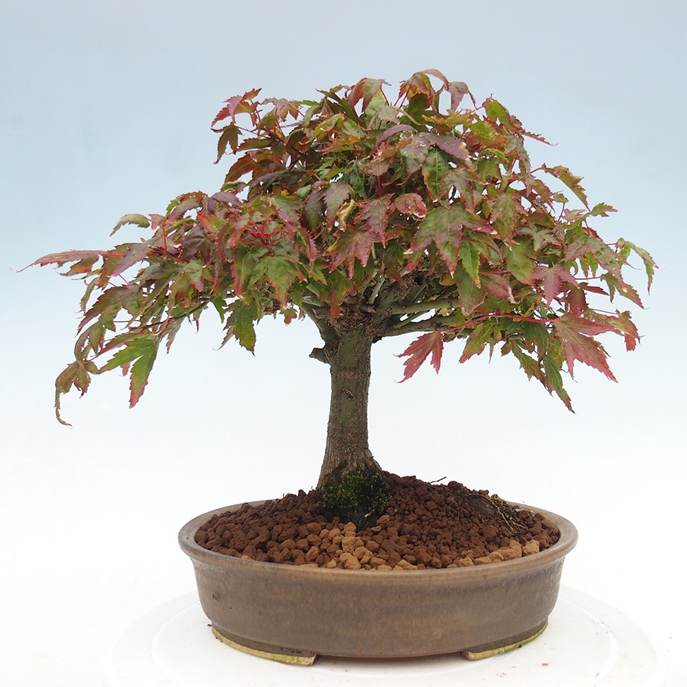 Acer palmatum KIOHIME - klon palmowy