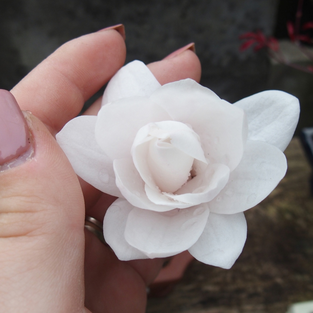 Bonsai na zewnątrz - Magnolia stellata