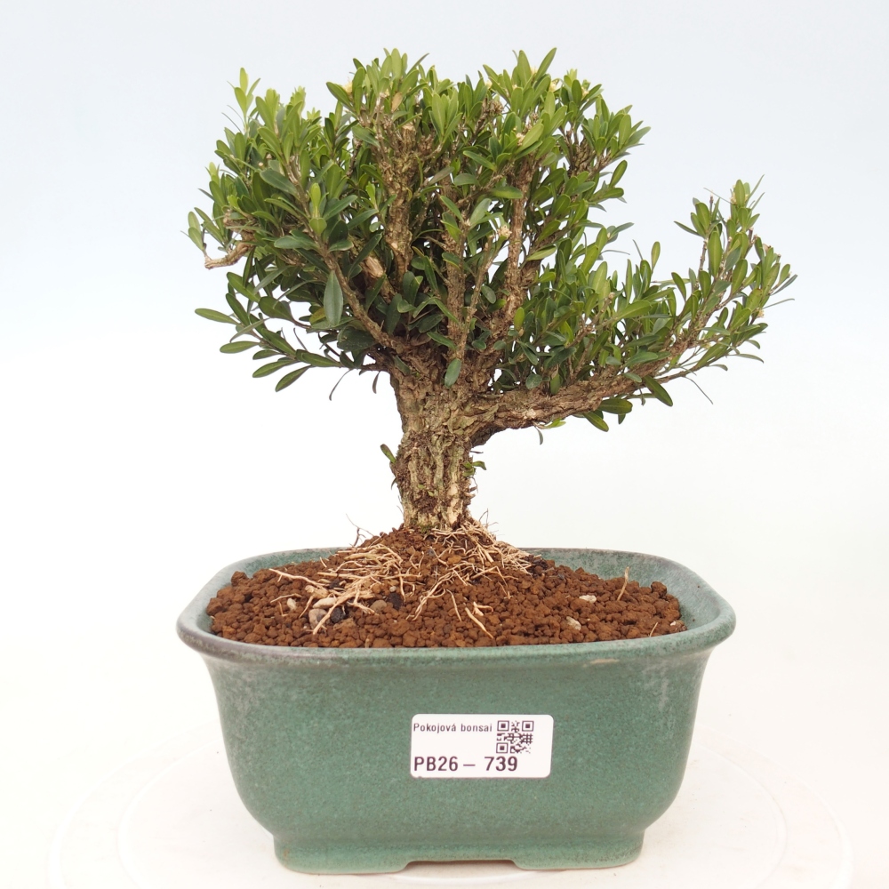 Pokój bonsai - Buxus harlandii - buxus korkowy