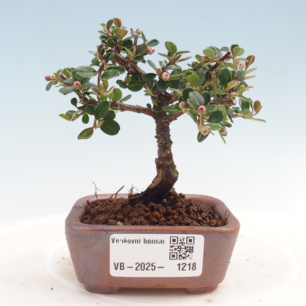 Plenerowe bonsai - Irga pozioma - Drzewo skalne