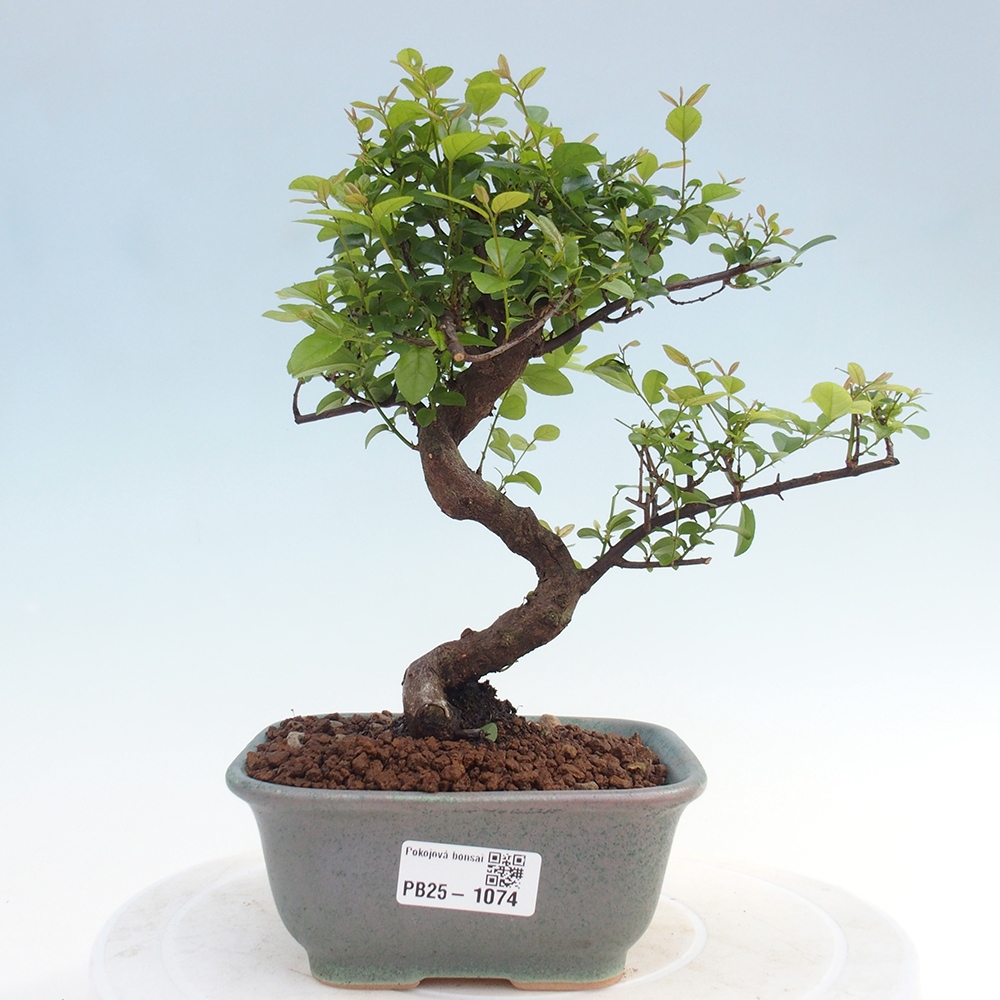 Kryty bonsai - Sagerécie thea - Sagerécie thea