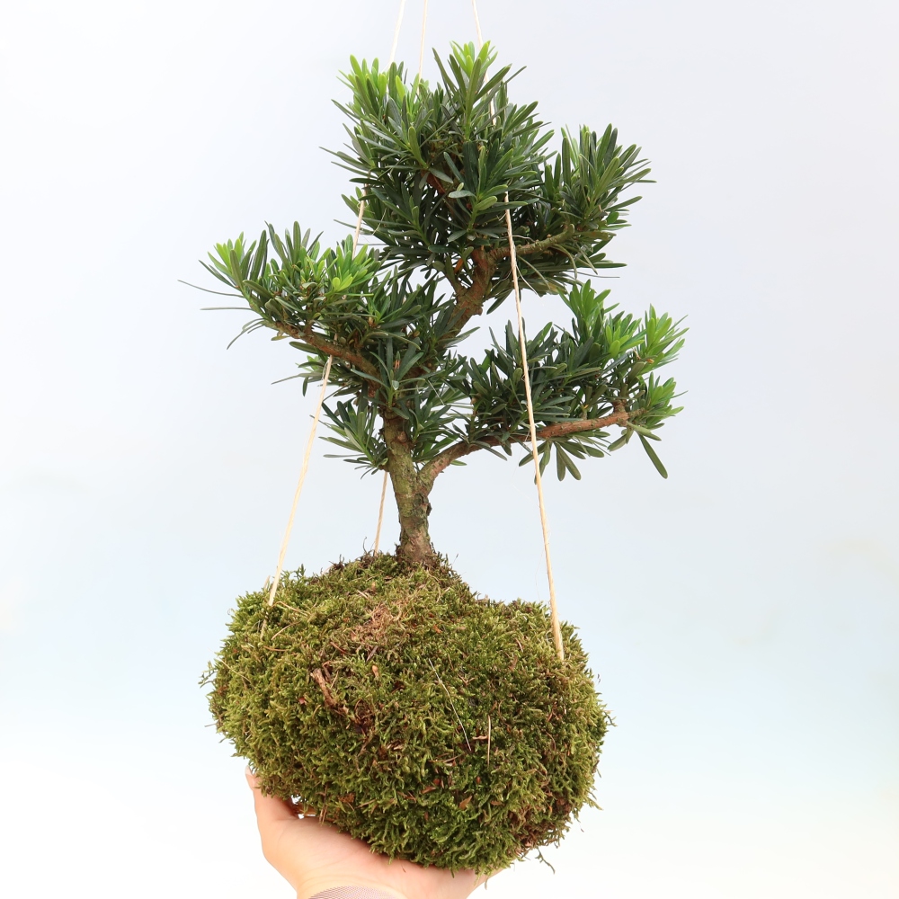Kokedama w ceramice – Podocarpus – cis kamienny
