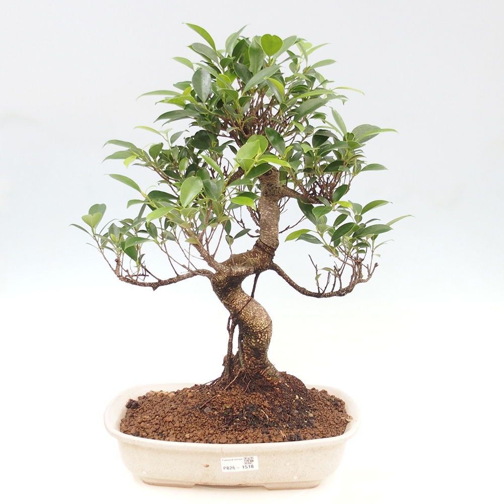 Pokój bonsai - Ficus kimmen - figowiec drobnolistny