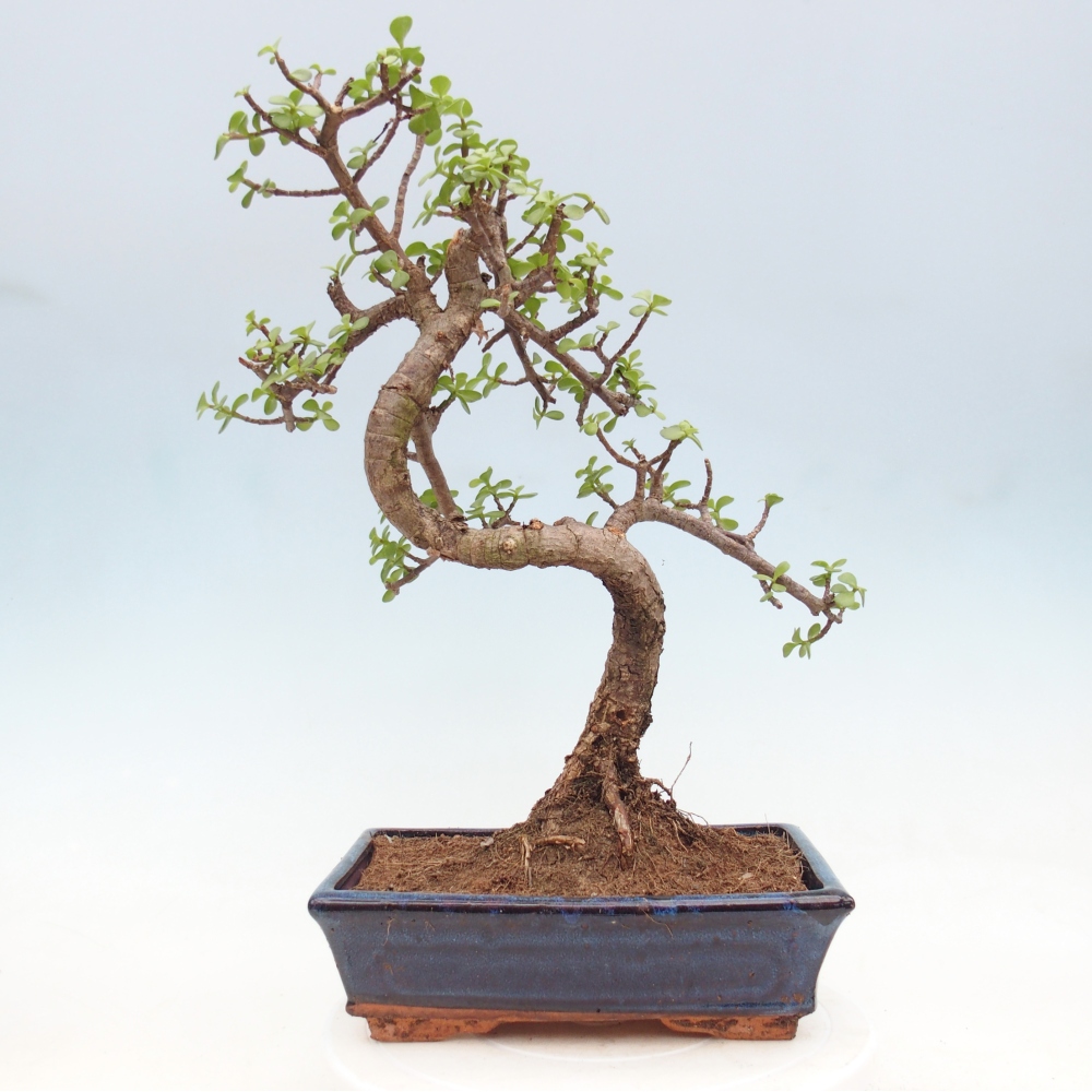 Pokój bonsai - Portulakaria Afra - Tlustice