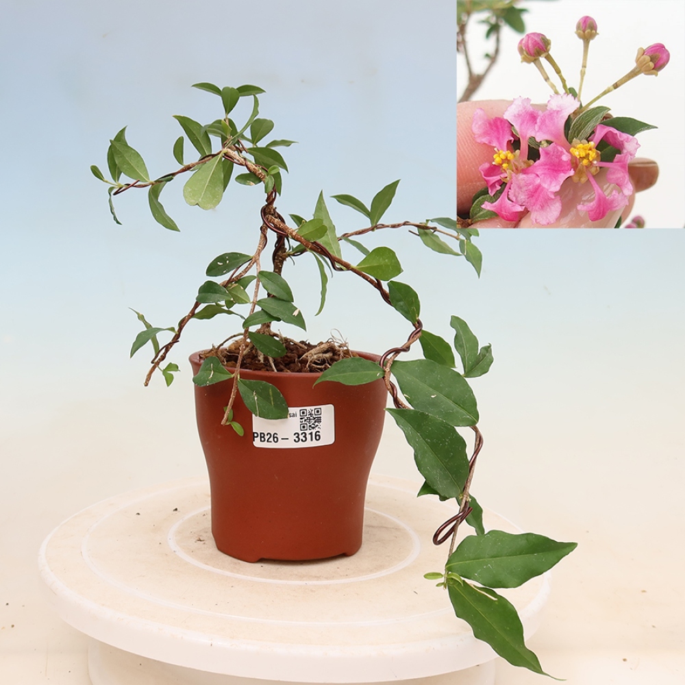 Bonsai pokojowe – Malpighia barbadoska – Malpighia glabra 