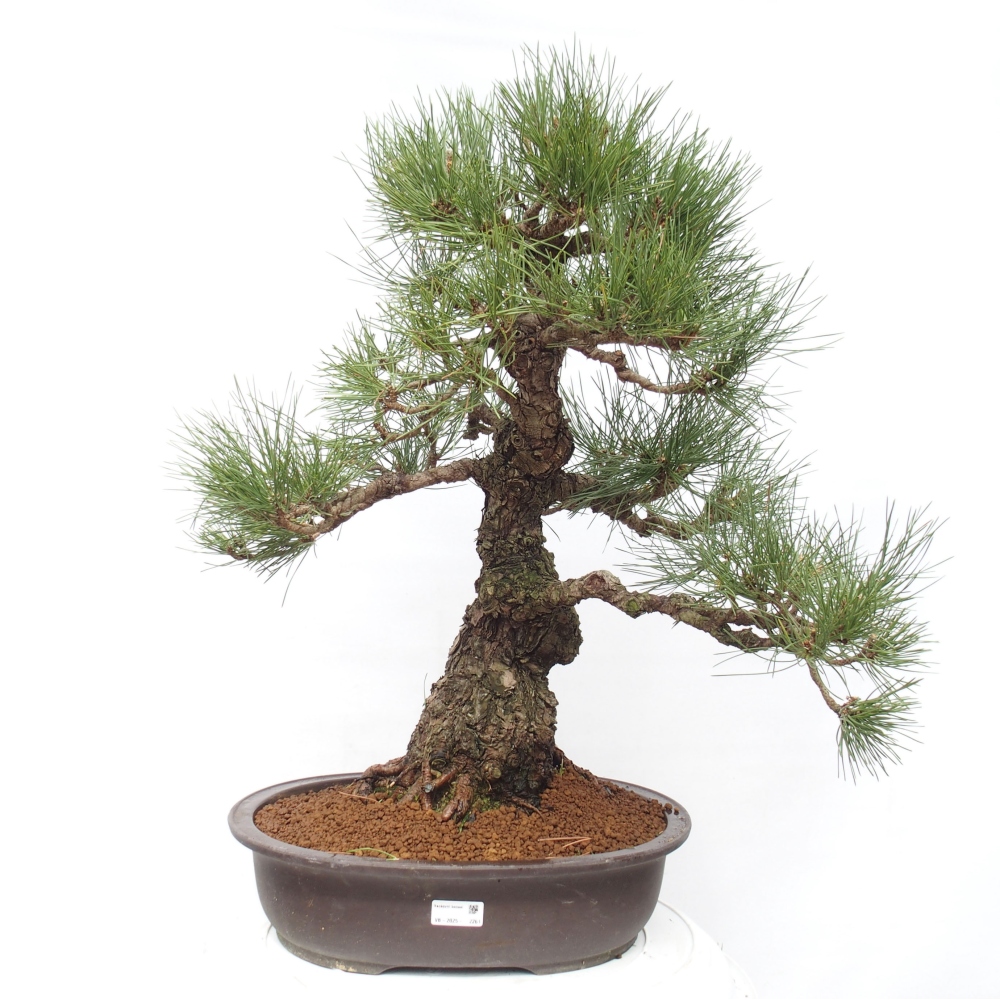 Bonsai ogrodowe - Pinus thunbergii - Sosna Thunberg