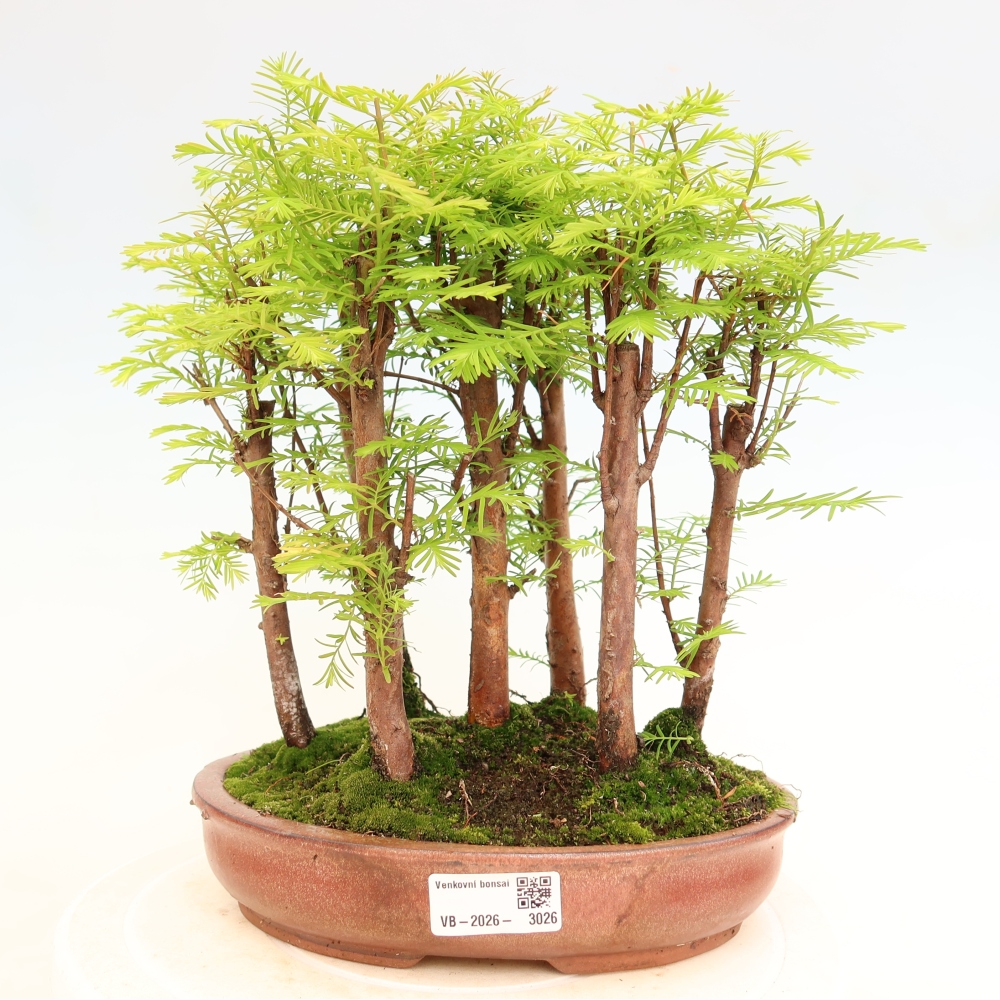 Bonsai ogrodowe – Metasequoia glyptostroboides – metasekwoja chińska – zagajnik