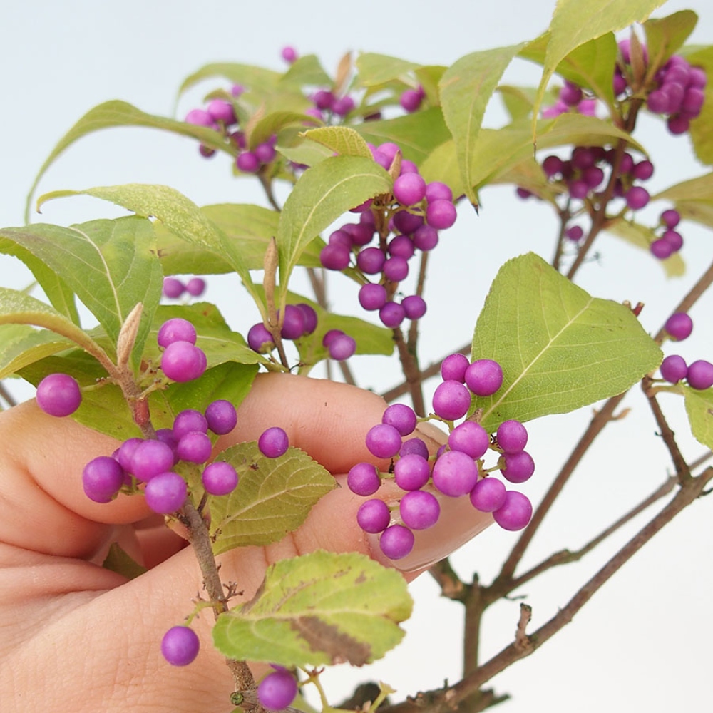 Bonsai ogrodowe – pięknoowocówka – Callicarpa bodinierova ‘Profusion’