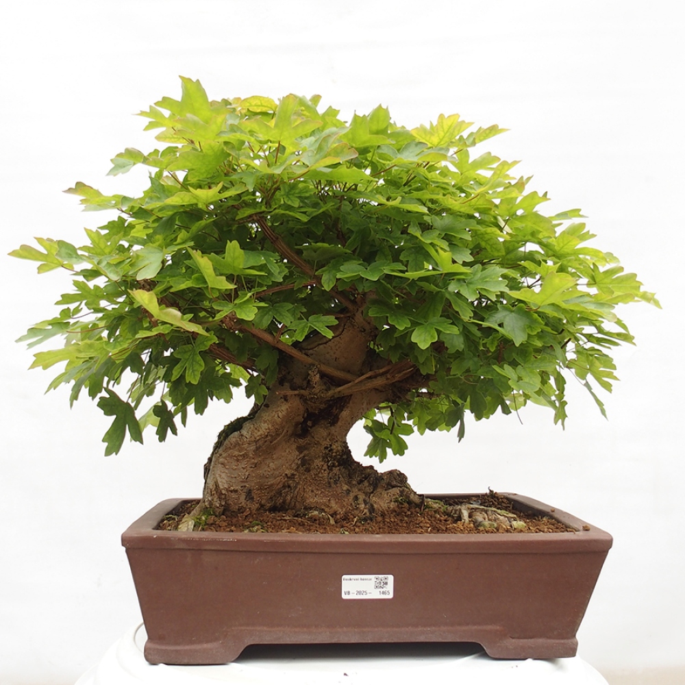Bonsai zewnętrzne - Klon dziecięcy - Acer campestre