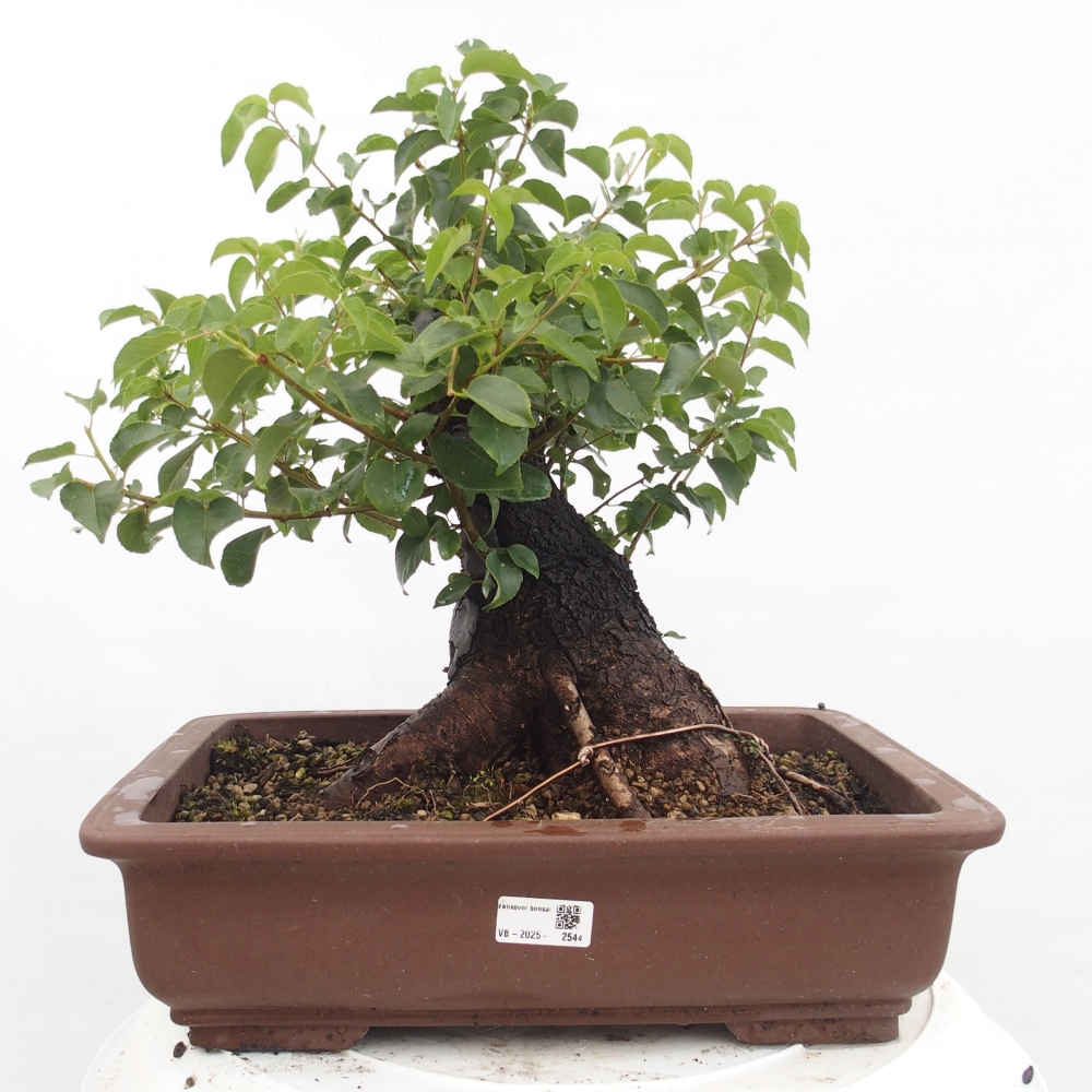 Bonsai na zewnątrz - Mahalebka - Prunus mahaleb