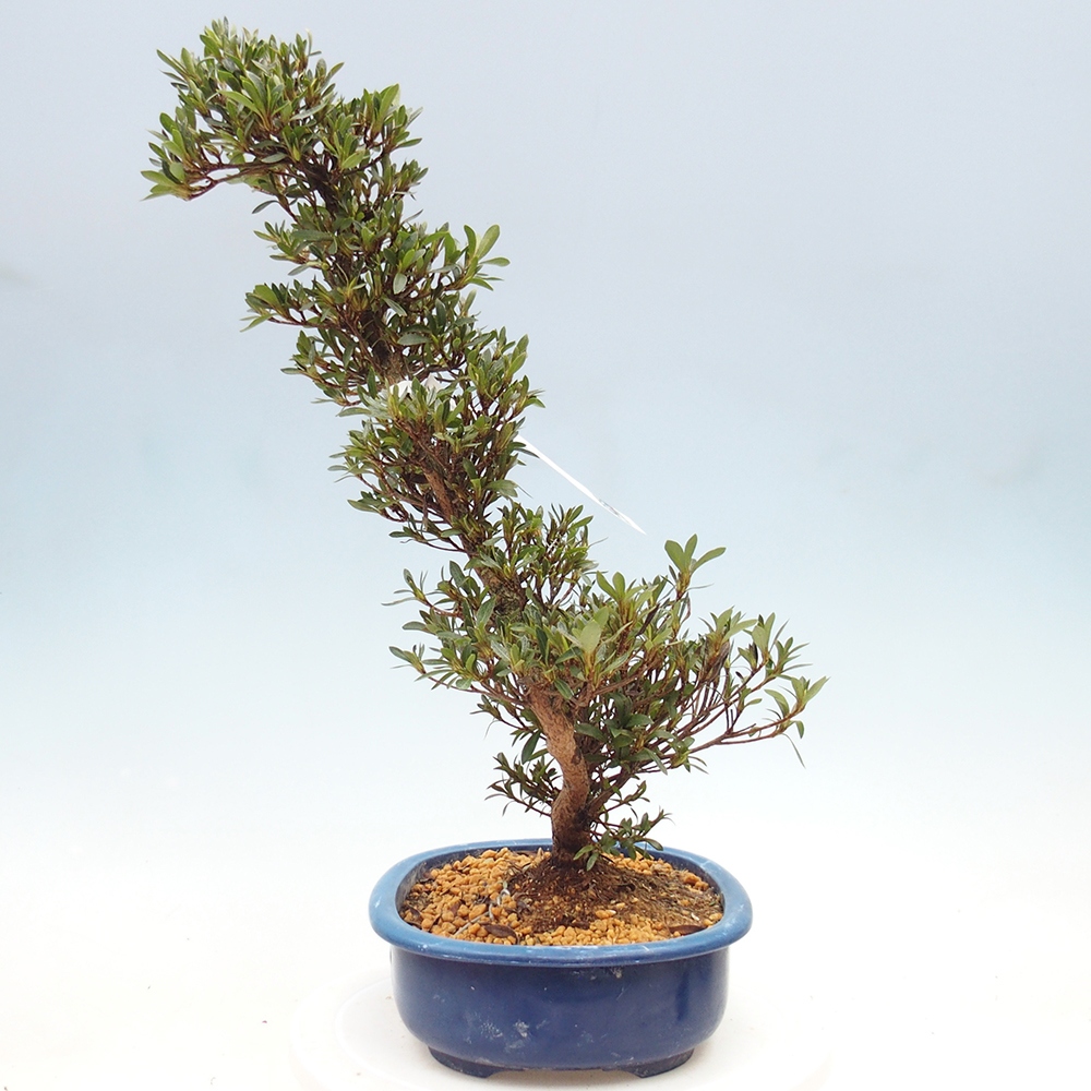 Bonsai zewnętrzne - Azalia japońska - Azalia Hakurin