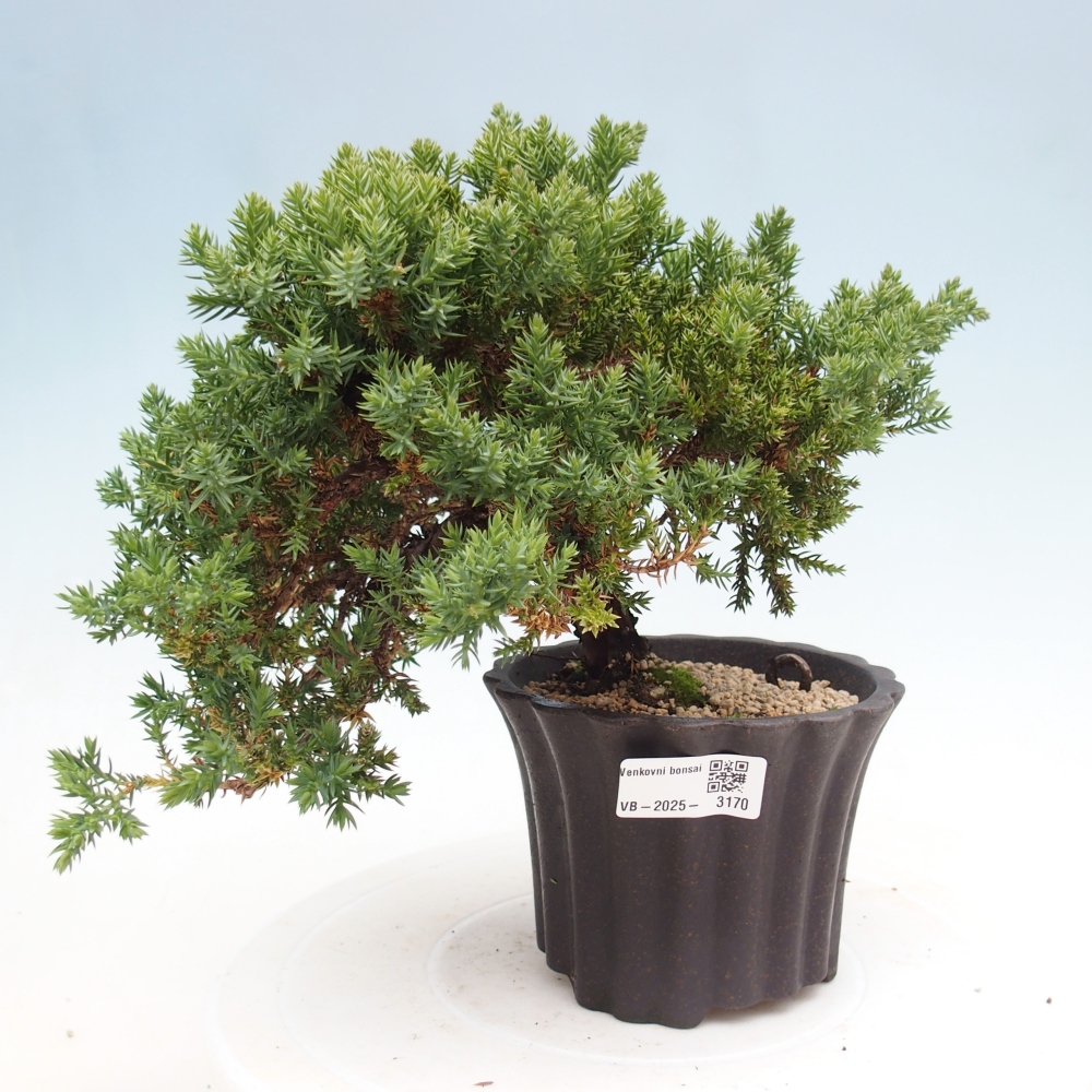 Bonsai na świeżym powietrzu - Juniperus procumbens - Jałowiec prostaty