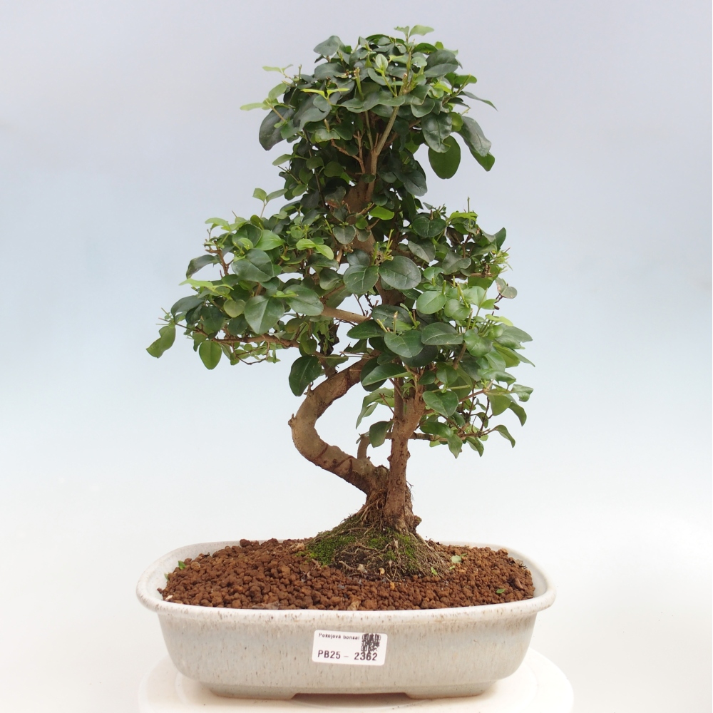 Pokój bonsai -Ligustrum chinensis - Ptasie oko