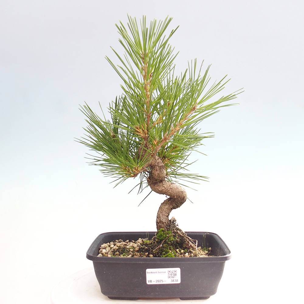 Outdoor bonsai - Pinus thunbergii - sosna Thunberga