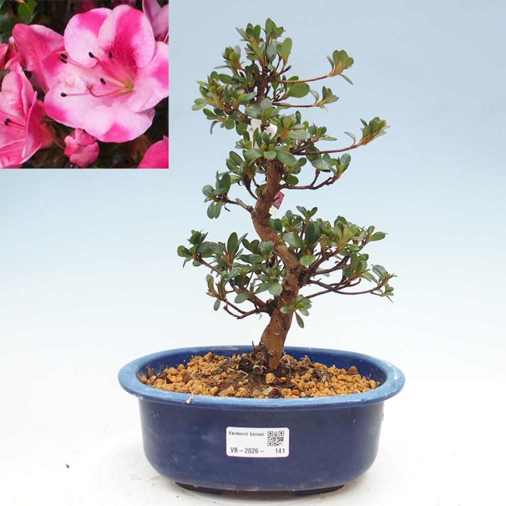 Bonsai zewnętrzne - Azalia japońska - Azalia Kobai