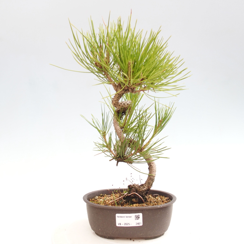 Bonsai ogrodowe - Pinus thunbergii - Sosna Thunbergia