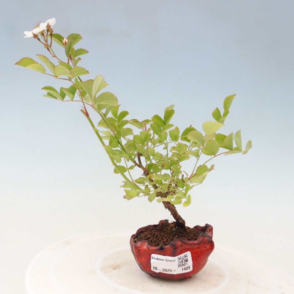 Bonsai na zewnątrz - Rosa sp. - róża drobnokwiatowa