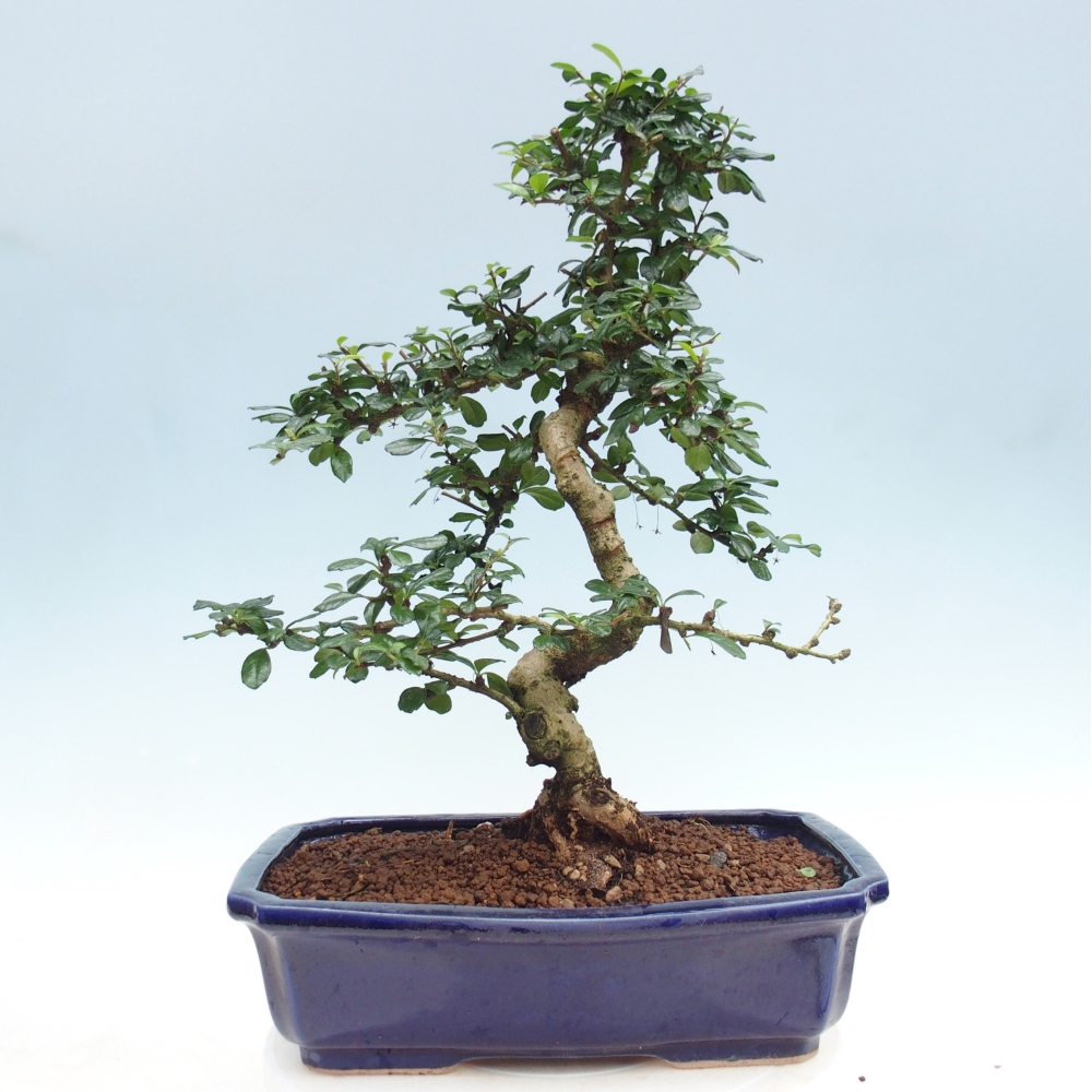 Bonsai pokojowe - Carmona macrophylla - Tea fuki