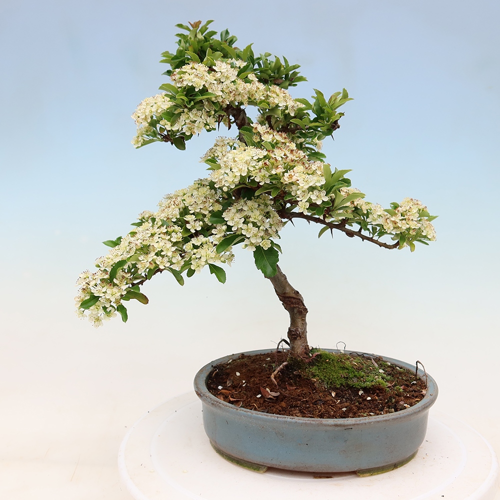 Bonsai ogrodowe – Pyracantha teton – ognik szkarłatny
