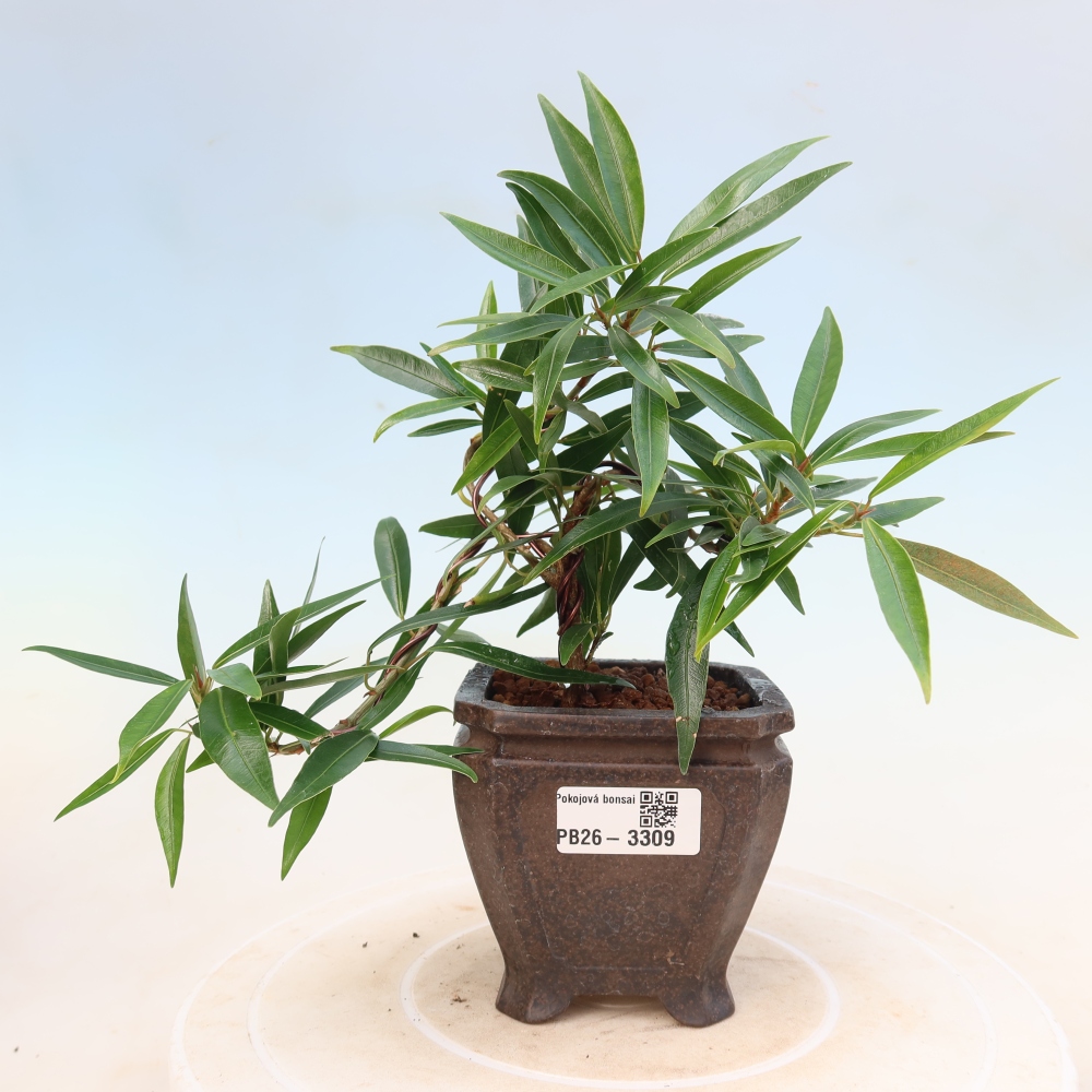 Pokój bonsai - Ficus nerifolia - figowiec drobnolistny