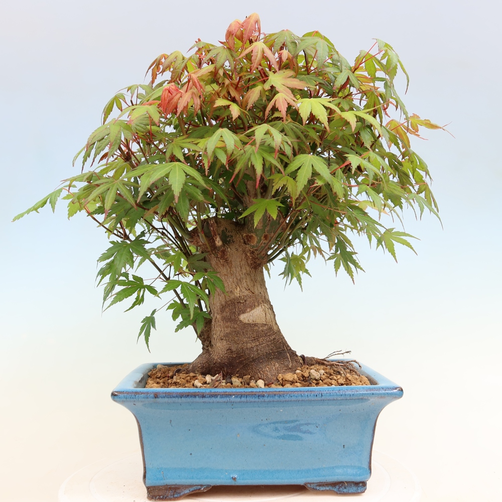 Outdoor bonsai - Klon burgeryjski - Acer burgerianum