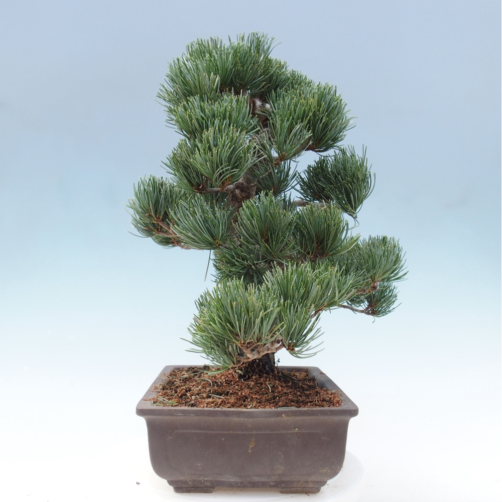Outdoor bonsai - Pinus parviflora - Mała sosna