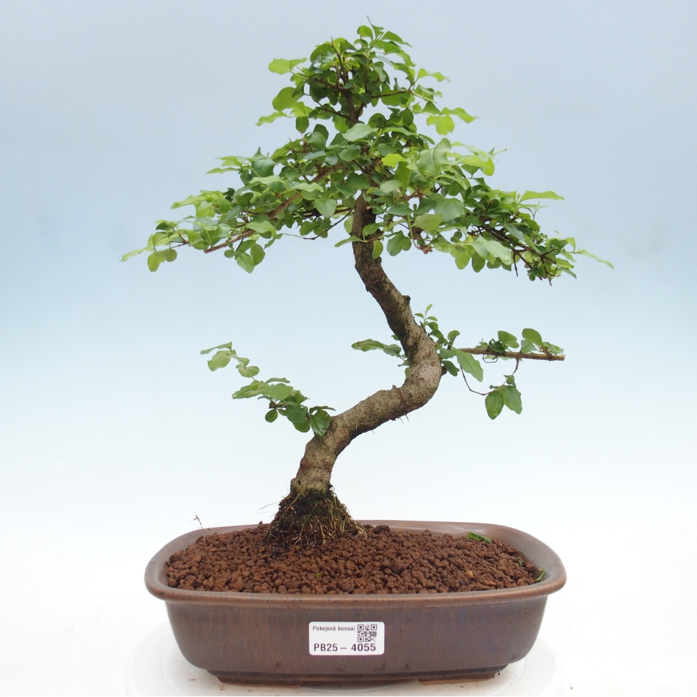 Pokój bonsai - Ligustrum chinensis - Dziób ptaka